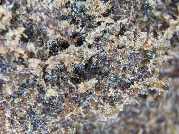 HASH' CANONIX – Image 4