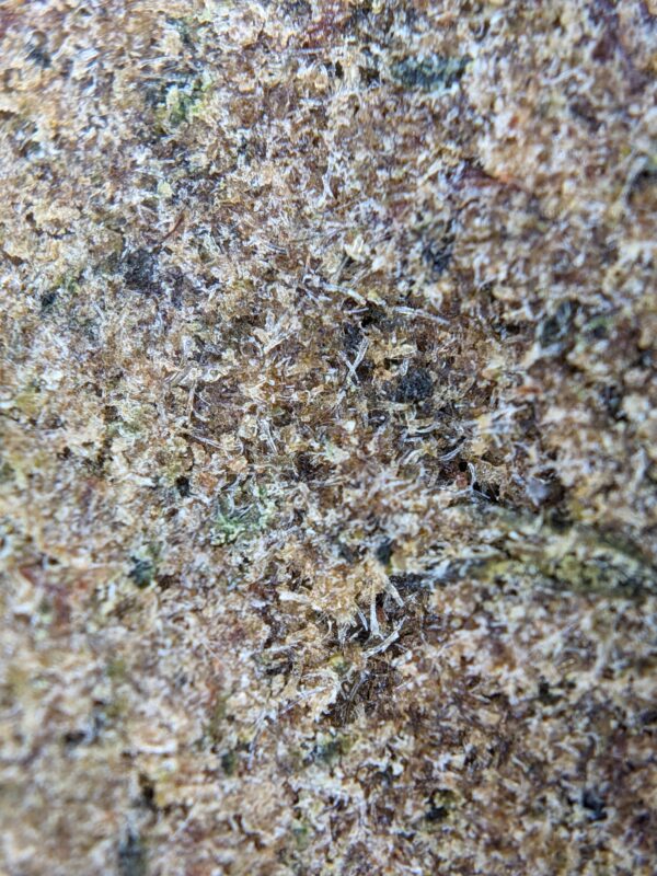 HASH' CANONIX – Image 3