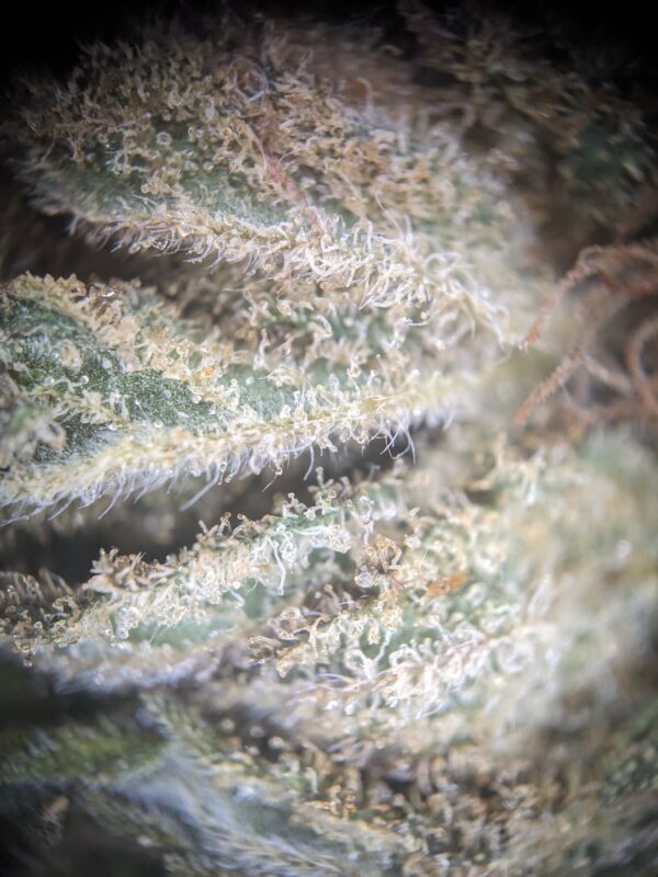 FLEURS CBD Pineapple – Image 3